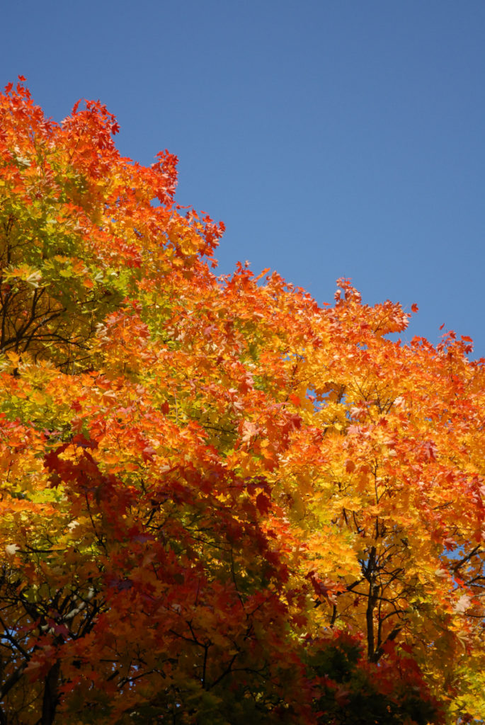 herbst_10-2019_01
